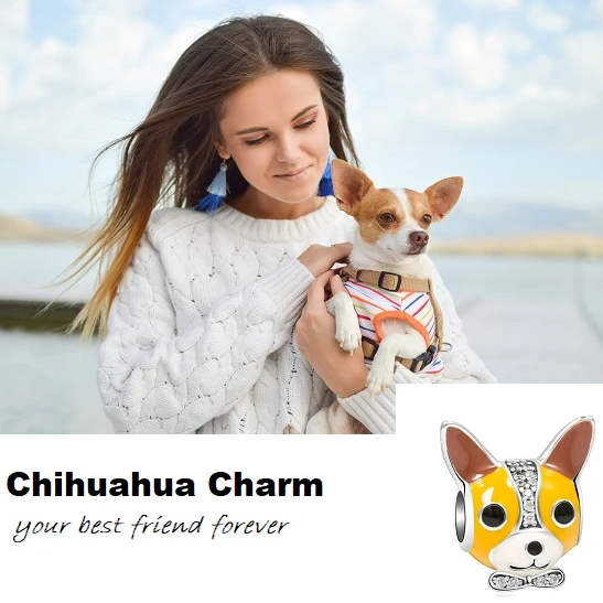 Chihuahua Charm